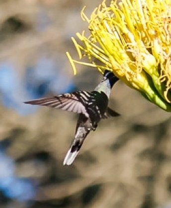 Blue-throated Mountain-gem