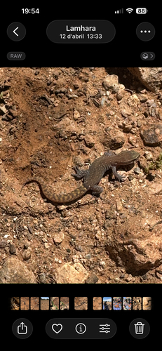 Brosset's Lizard-fingered Gecko