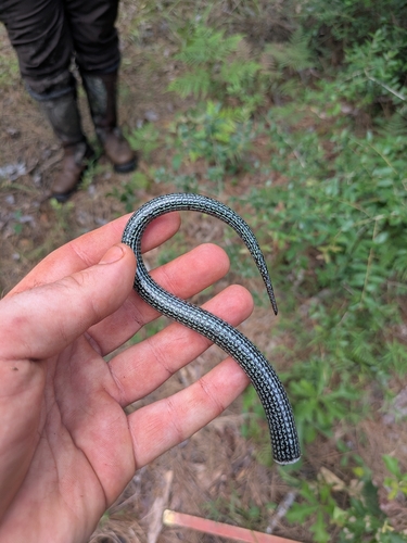 Eastern Glass Lizard observed by matt_sieja