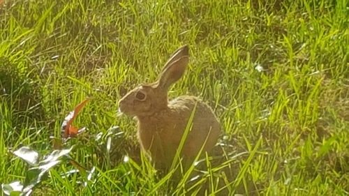 Brown Hare