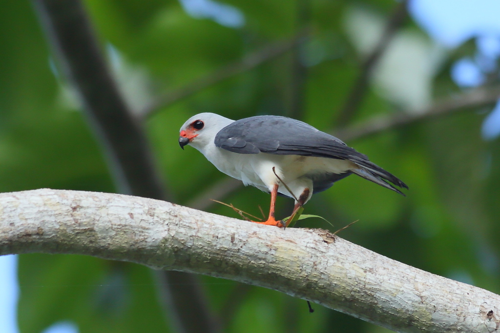 Gray-headed Goshawk from Raja Ampat, Provincia de Papúa Occidental ...