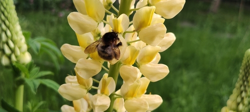 Common Carder Bumble Bee