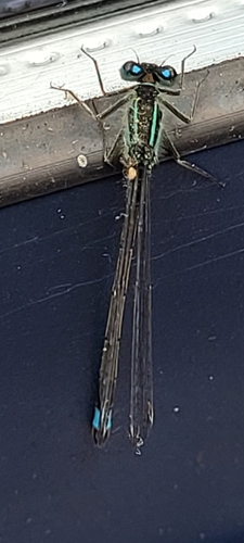 Blue-tailed Damselfly
