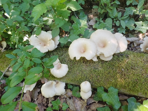 Branching Oyster