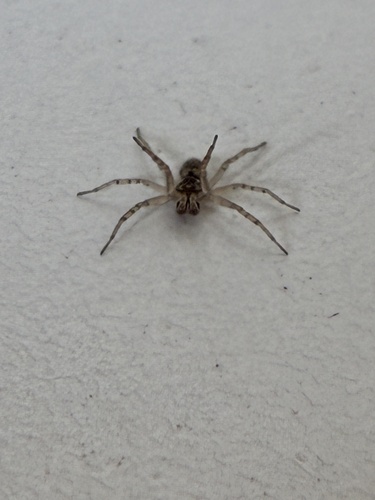 Cricket Thief Spider