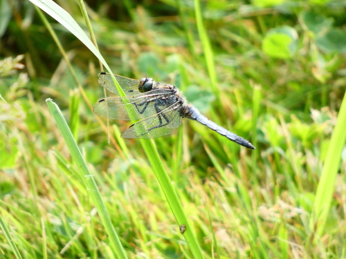 Black-tailed Skimmer
