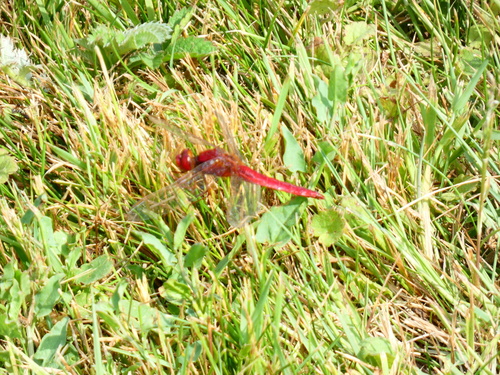 Broad Scarlet