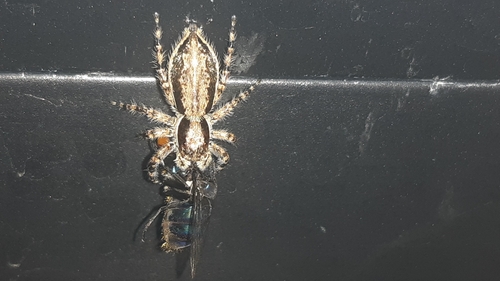 Gray Wall Jumping Spider