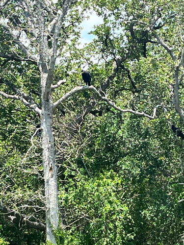 Black Vulture observed by hunterfromhouston