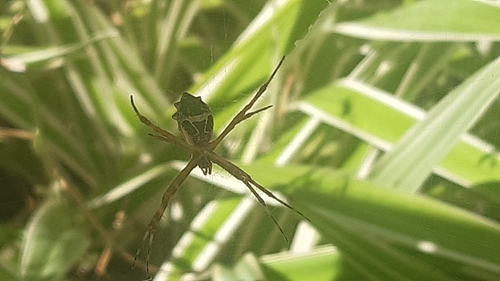 Silver Garden Orbweaver