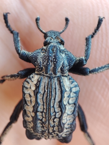 Garlic weevil
