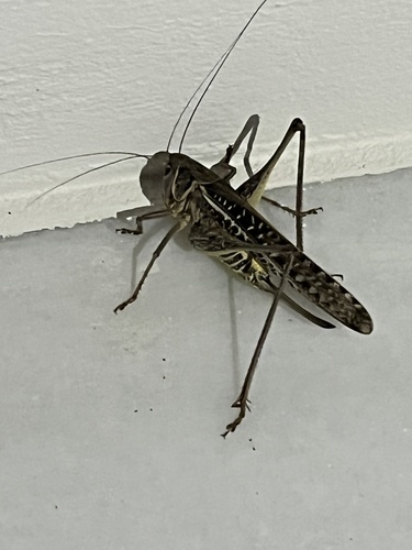 White-faced Bush-cricket