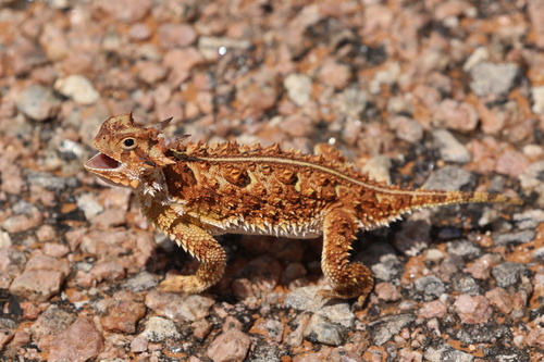 Texas Horned Lizard observed by willyhutchy