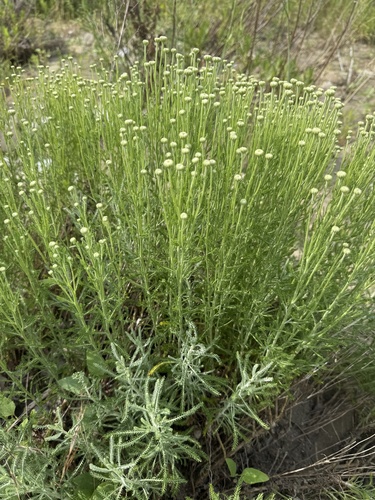 Tuscan lavender-cotton
