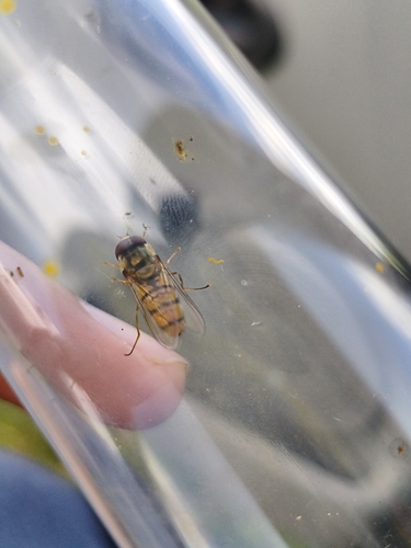 Marmalade Hover Fly