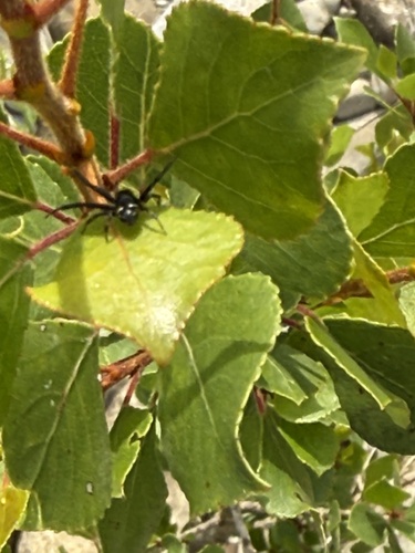 Napoleon Spider