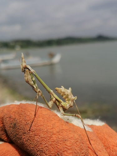 Fasciated Conehead Mantid