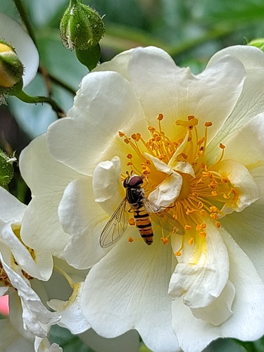 Marmalade Hover Fly
