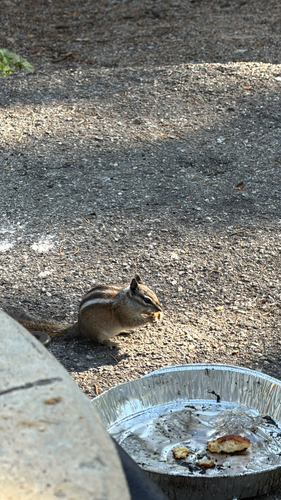 Uinta Chipmunk observed by myles_barney