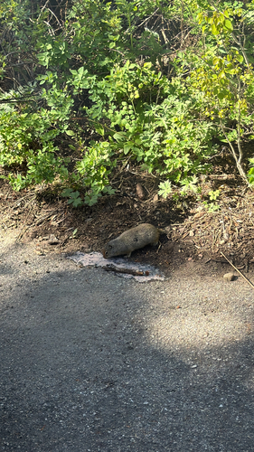 Uinta Ground Squirrel observed by myles_barney