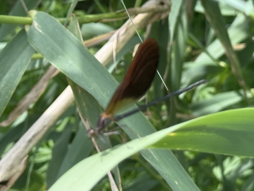 Copper Demoiselle