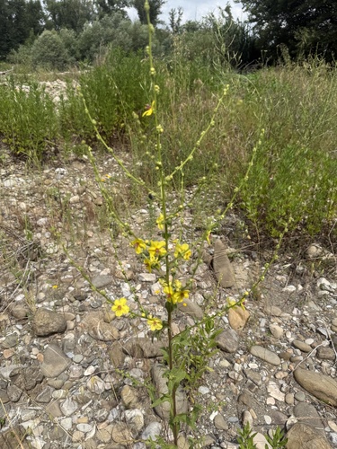 wavyleaf mullein
