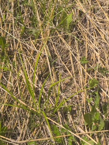 Northern Leopard Frog observed by panderson1198