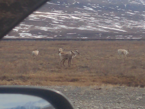 Caribou observed by chris3193