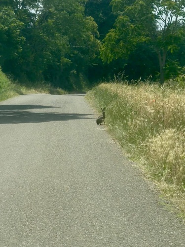 Brown Hare
