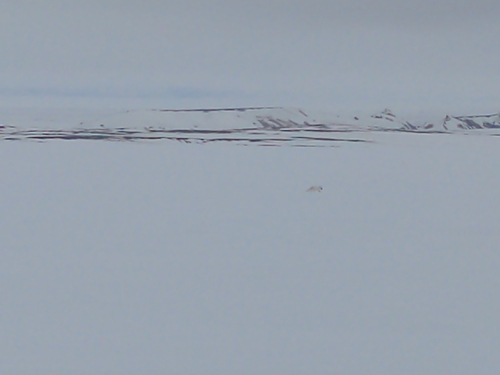 Arctic Fox observed by chris3193