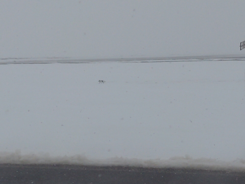 Arctic Fox observed by chris3193