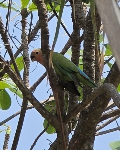 Rosy-faced Lovebird