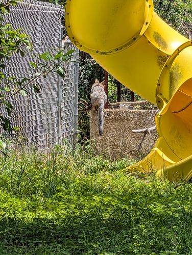 Gray Fox observed by houseofhouse