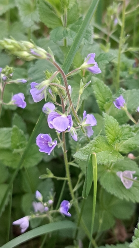 Germander Speedwell