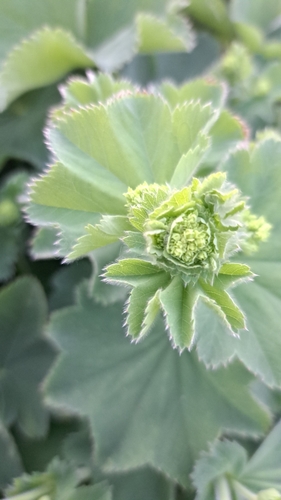 Garden Lady's-mantle