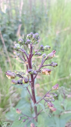 Common Figwort