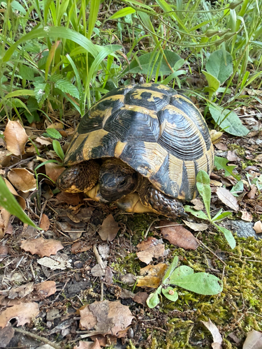 Hermann's Tortoise