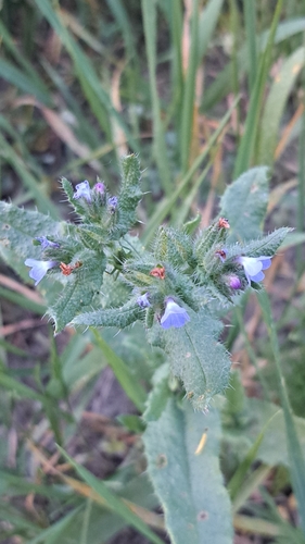 small bugloss