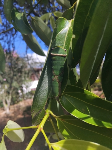 Scamander Swallowtail