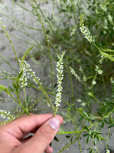 White Sweetclover