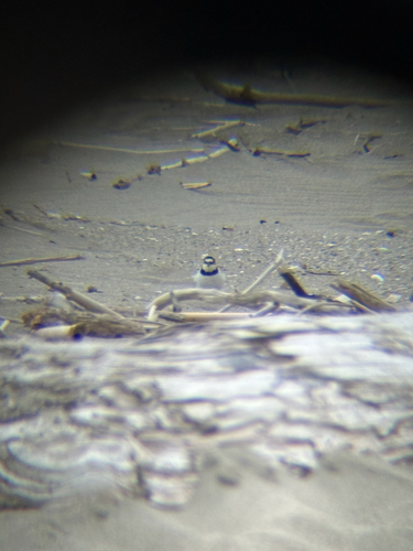 Little Ringed Plover