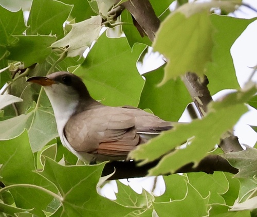 Yellow-billed Cuckoo observed by beckytrimble
