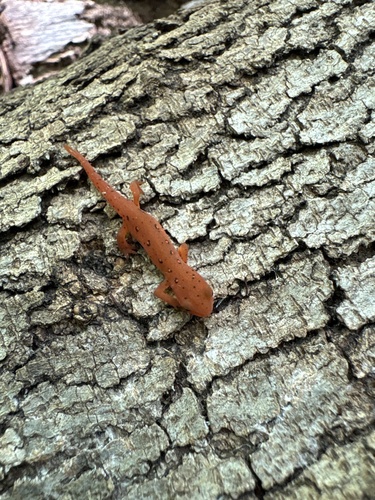 Eastern Newt observed by asquithcm