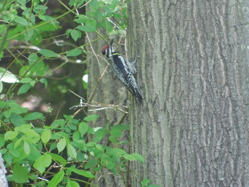 Yellow-bellied Sapsucker observed by clloyd98
