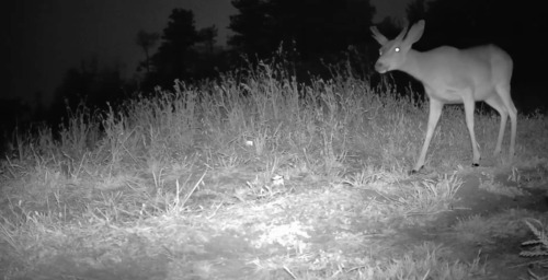 iNaturalist observation photo of Mule Deer