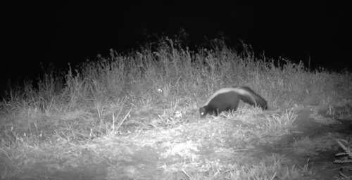 iNaturalist observation photo of Striped Skunk