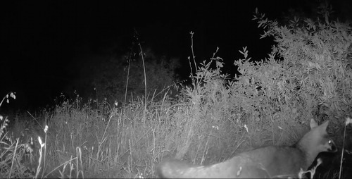 iNaturalist observation photo of Gray Fox