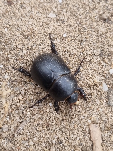 Pentodon idiota