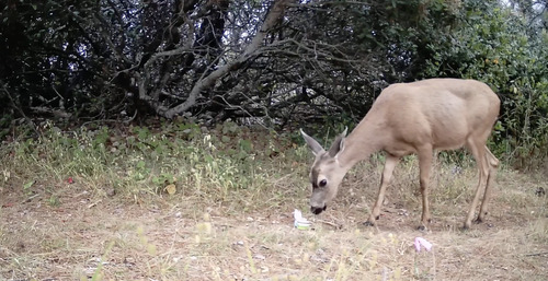 iNaturalist observation photo of Mule Deer