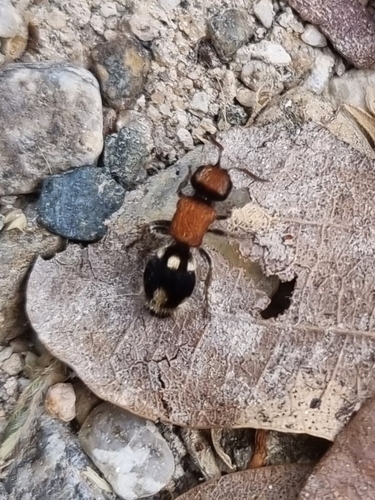 Ronisia brutia